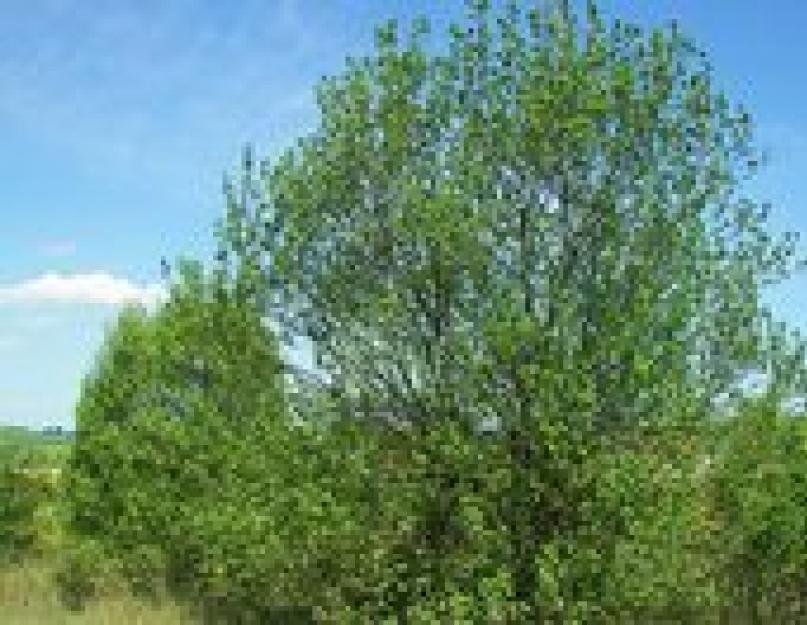 Краткое сообщение о дереве ива. Особенности выращивания плакучей ивы: выбор посадочного материала, посадка и уход. Как выглядит эта ива