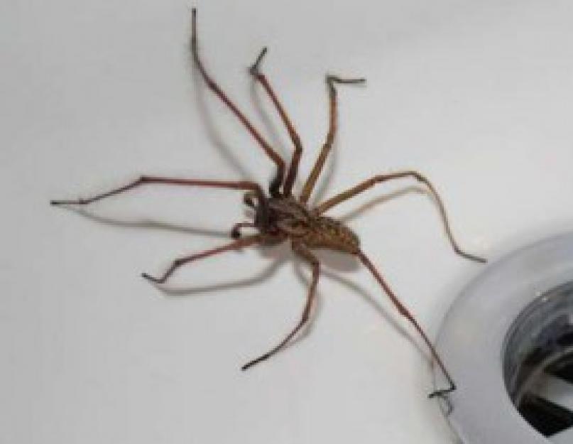 К чему встречаются пауки примета. К чему увидеть паука в доме, квартире, на кухне, ванной, туалете: примета. Паук на улице