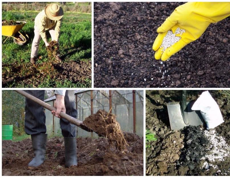 Чем сделать землю рыхлой мягкой. Уход за почвой или как сделать почву плодородной. Улучшение глинистой почвы удобрениями