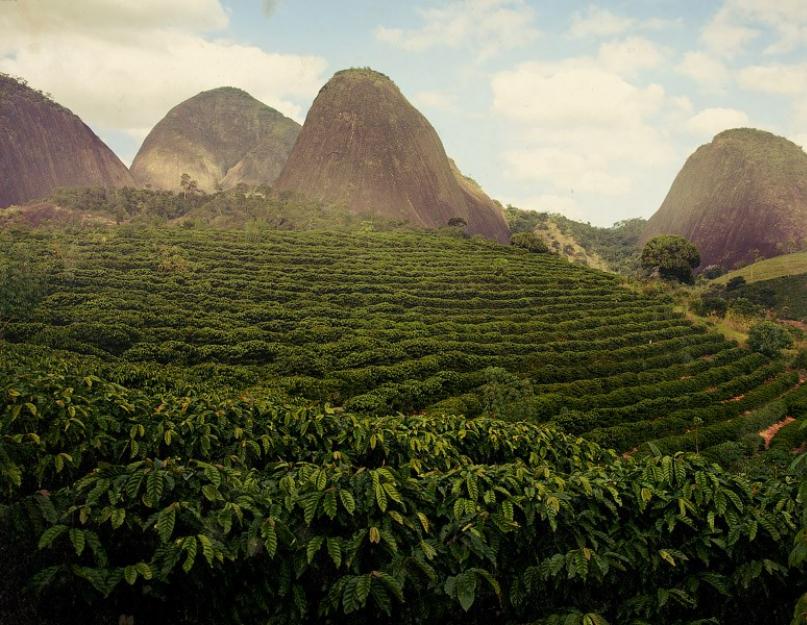 Бразильский кофе: лучшие сорта и способы заваривания. Как пьют кофе в разных странах Приготовление напитка и рецепты