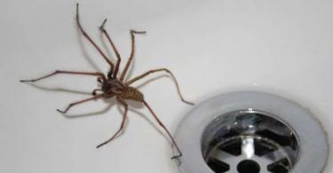 К чему увидеть паука в доме, квартире, на кухне, ванной, туалете: примета